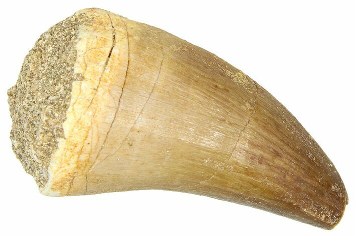 Fossil Prognathodontid Mosasaur Tooth - Morocco #374513